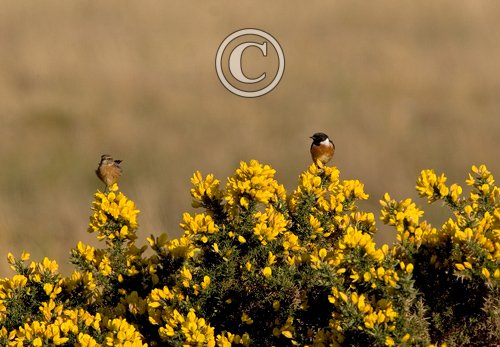 Pair of Stonechats DM0865